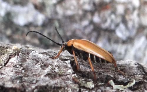 Stictoleptura rubra